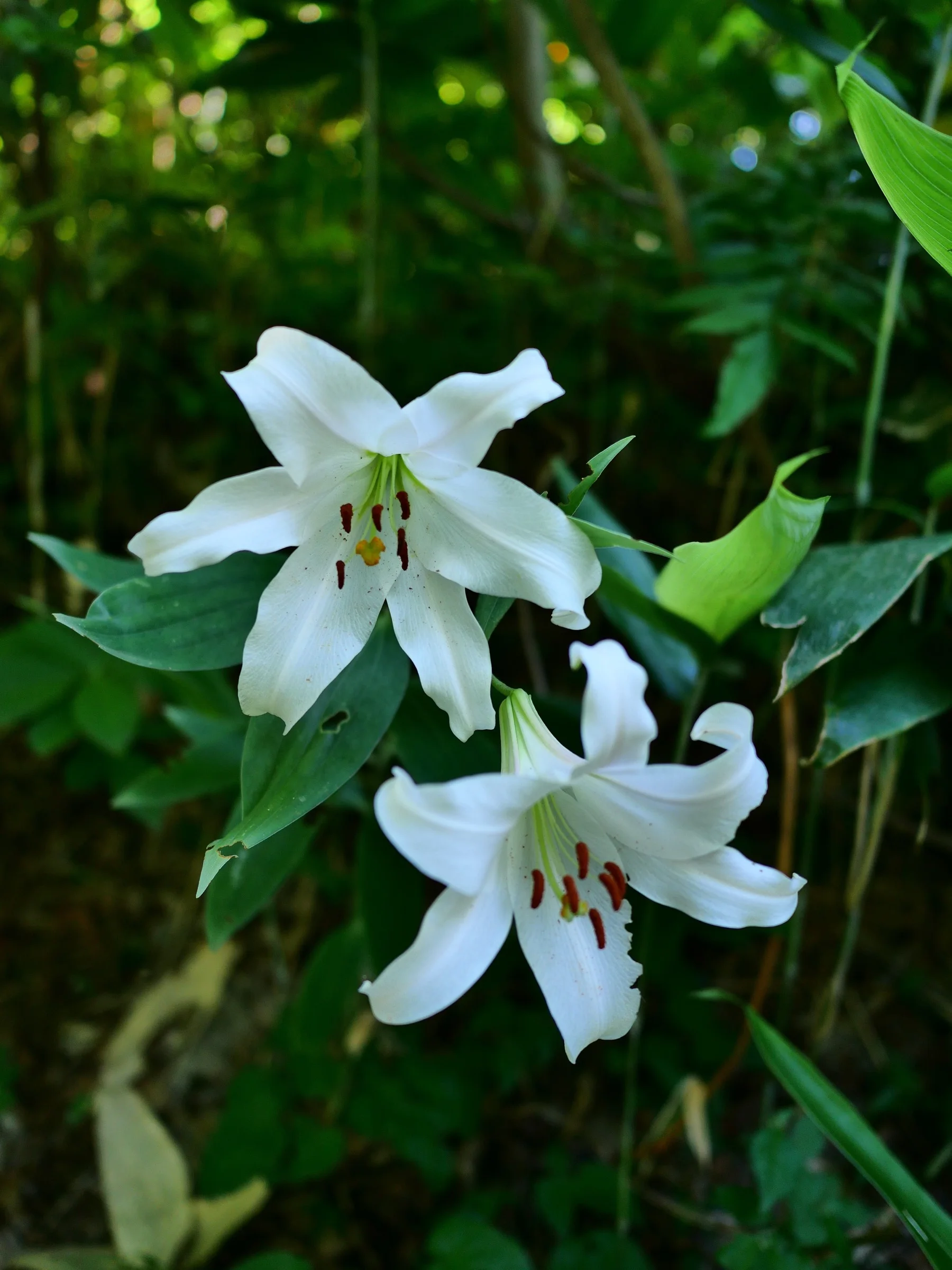 ササユリの花