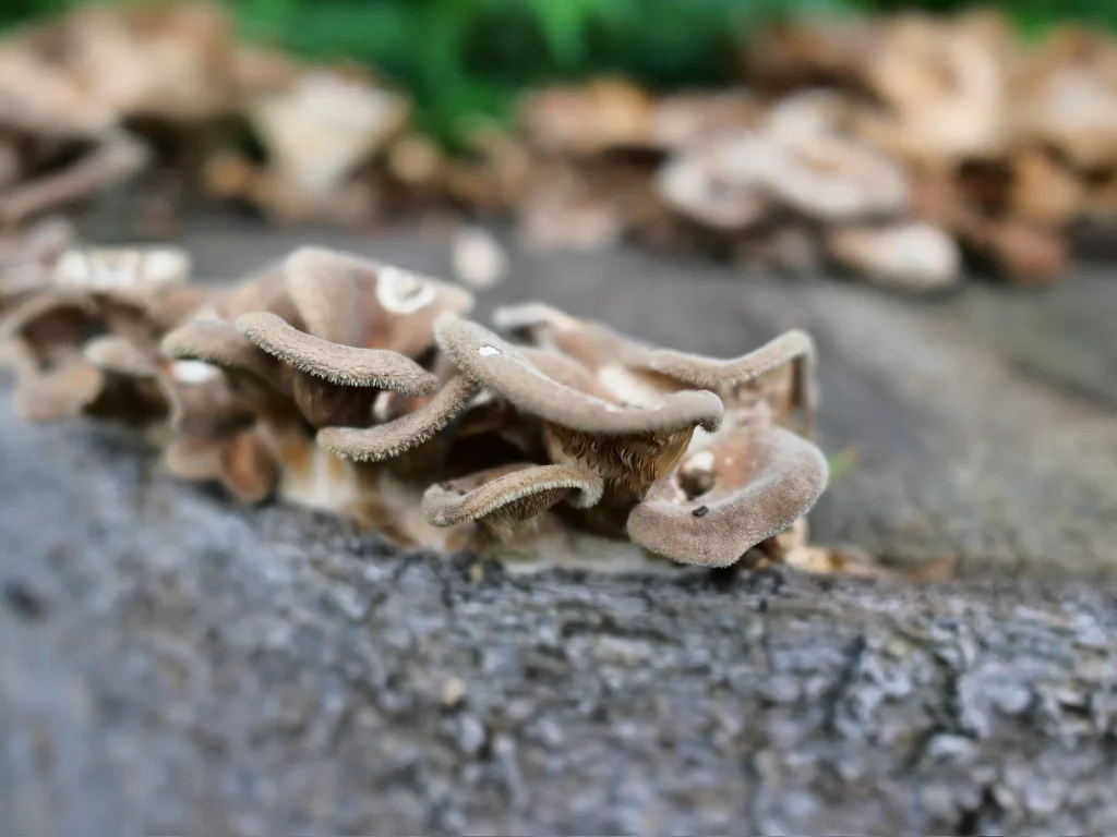 倒木上に群生するアラゲカワキタケの淡褐色の傘