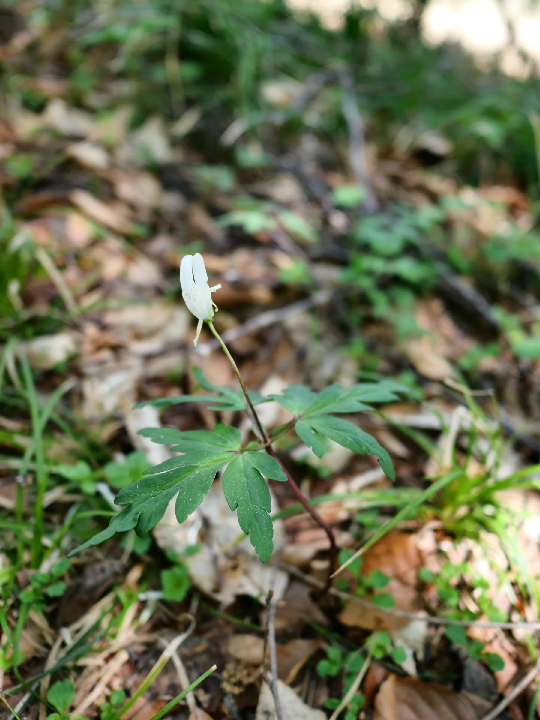キクザキイチゲと思われる花と葉