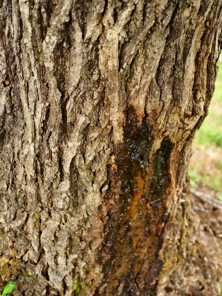 粗く縦に割れたコナラの樹皮と幹から滲み出た褐色の樹液
