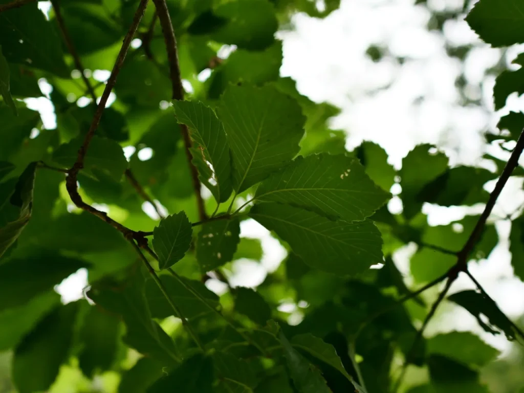 初夏の樹冠に茂る鋸歯のあるコナラの緑葉