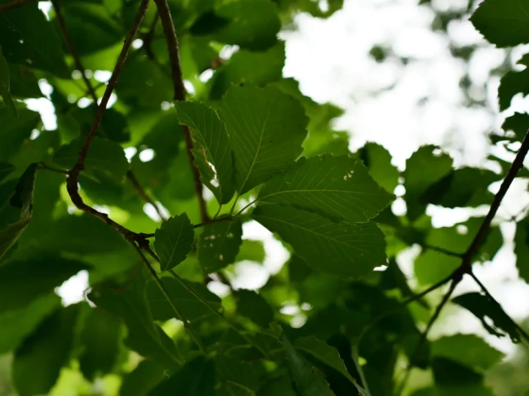 初夏の樹冠に茂る鋸歯のあるコナラの緑葉