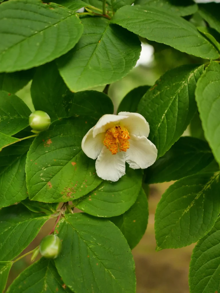 鋸歯のある緑の葉に囲まれたナツツバキの白い花と丸いつぼみ