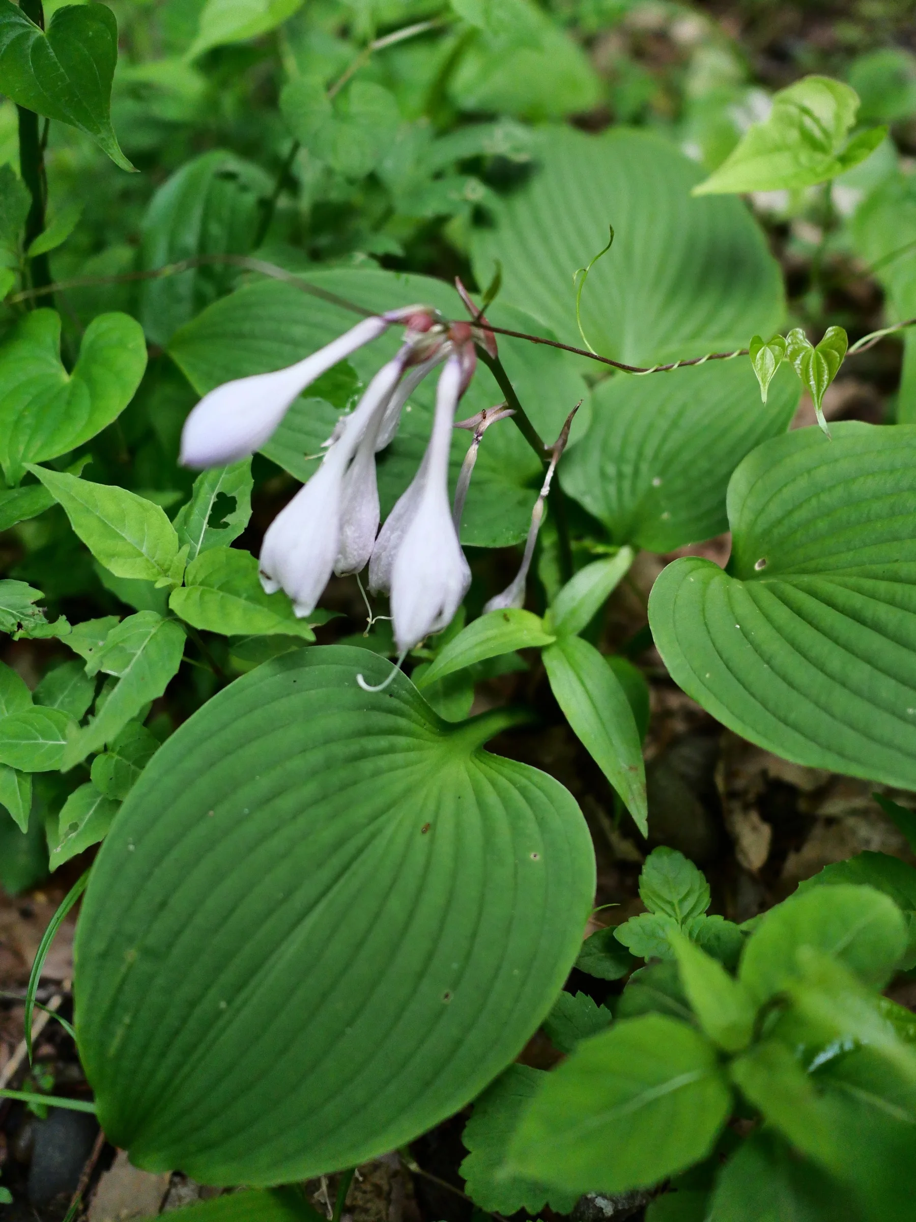 大きな葉と垂れた淡紫色の花を確認できるオオバギボウシ。