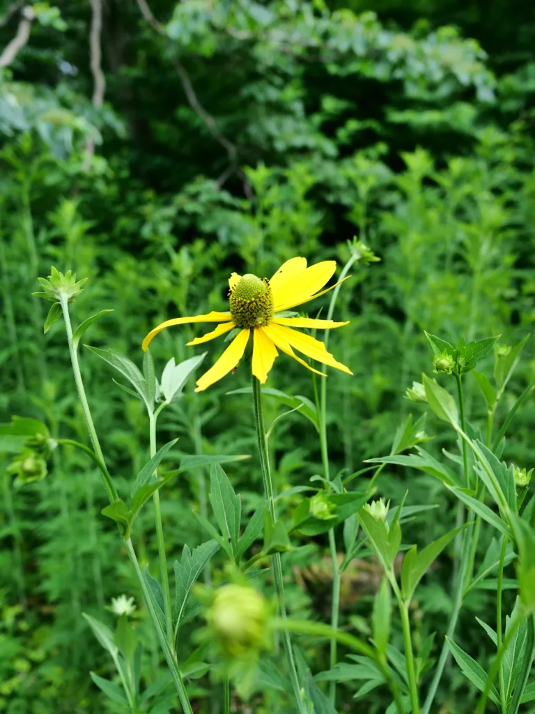 草地に立つオオハンゴンソウの花とつぼみ