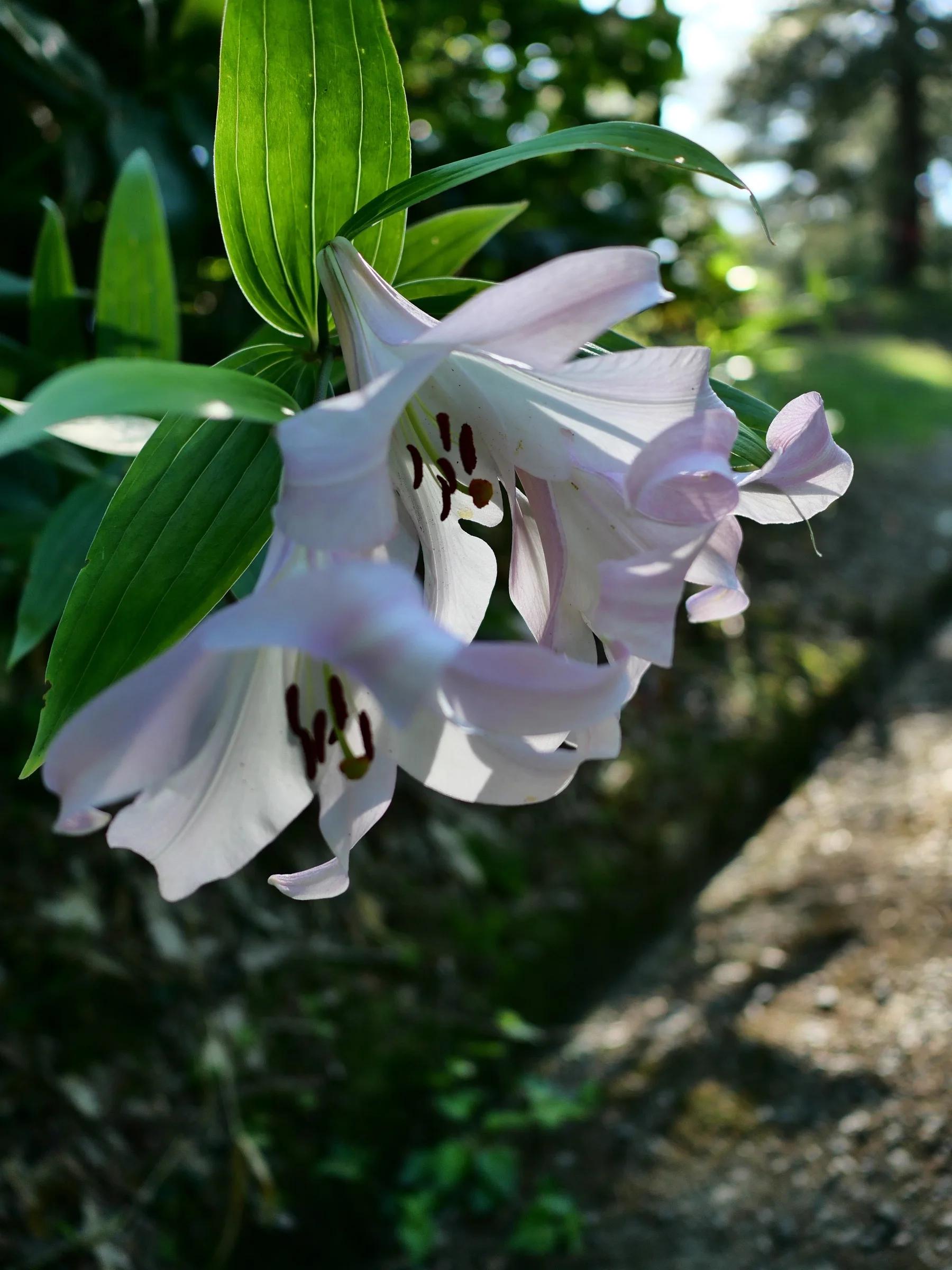 ササユリの花と葉