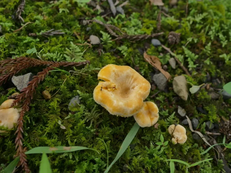苔むした林床に複数出た橙黄色のアンズタケと思われるキノコ
