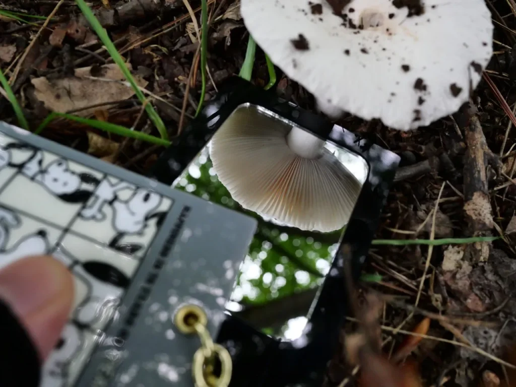 ミラーに映して確認したシロハツと思われるキノコの白いひだと柄の付け根