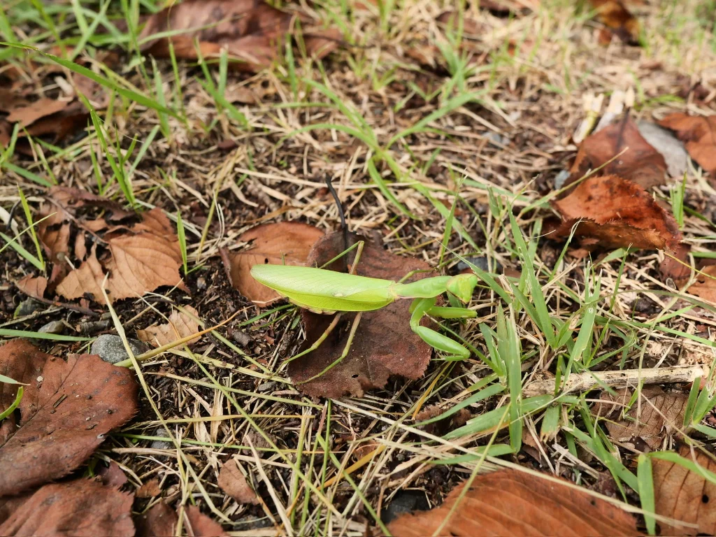 落ち葉と草の間にいる緑色のカマキリ（ハラビロカマキリの仮同定）（2026年10月1日）