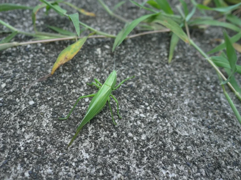 草地脇の舗装面にいる細長い緑色のカヤキリ