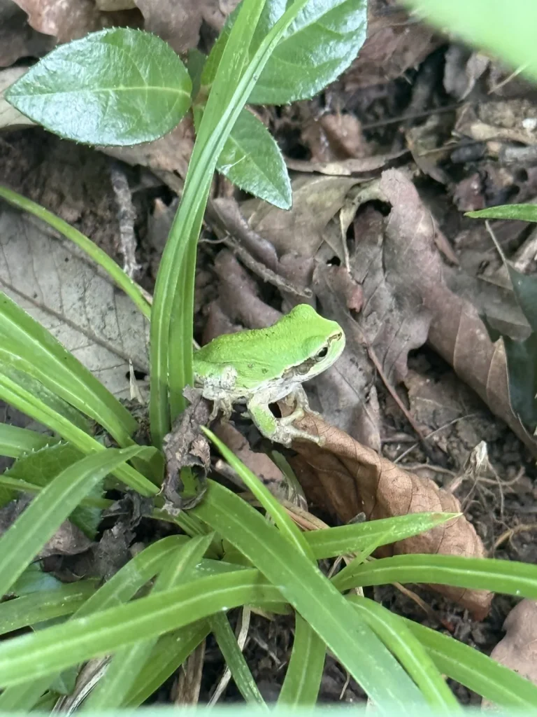落ち葉と細長い葉の間にいる、目を通る褐色の帯が見える緑色のアマガエル