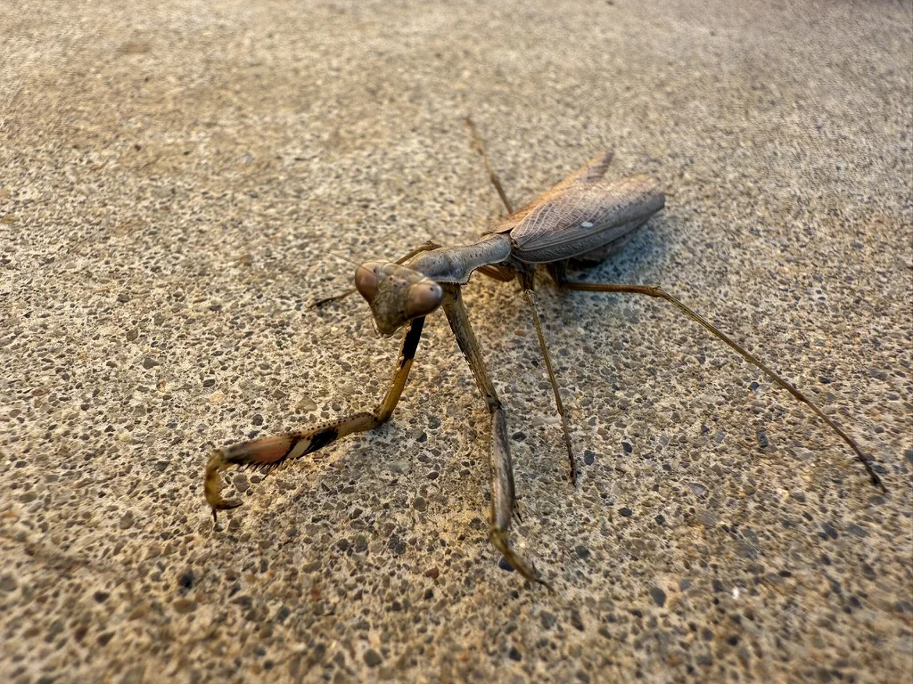 舗装面で鎌状の前脚を構える細身の褐色型コカマキリ