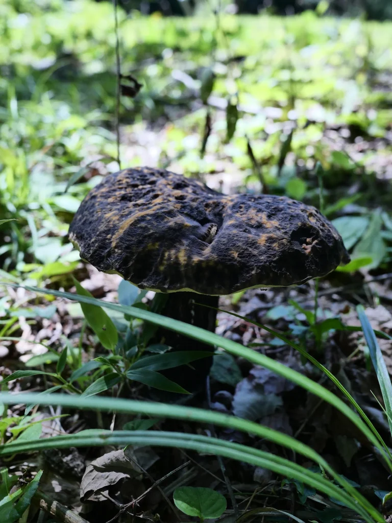 ムラサキヤマドリタケの広がった傘。黒っぽい表面に凹凸と欠損があり、縁から黄緑色の下面がのぞく（2026年9月18日）