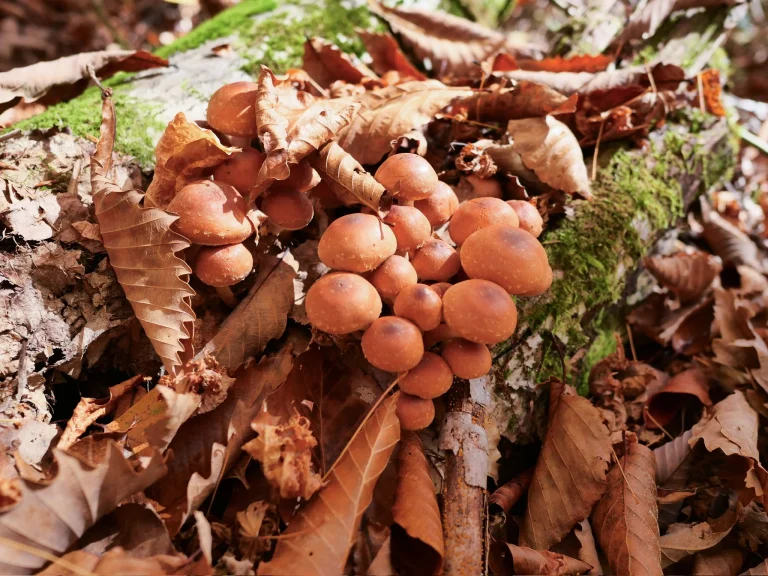 落ち葉の間に群生するクリタケと思われるレンガ色のきのこ